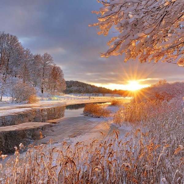 Река камыш зима