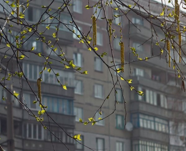 Природа за окном