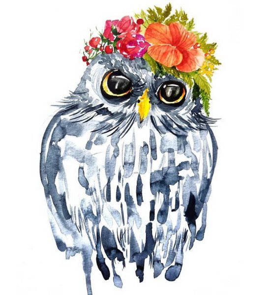 Иллюстрации Janie Olsen