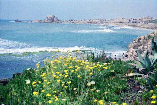 Субтропики Израиль