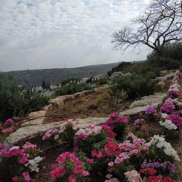 Голаны Израиль Весна