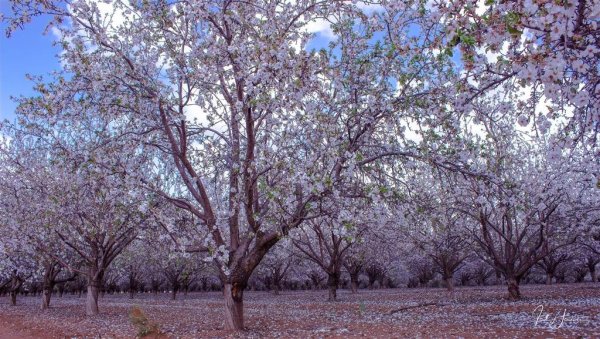 Цветет миндаль Иерусалим