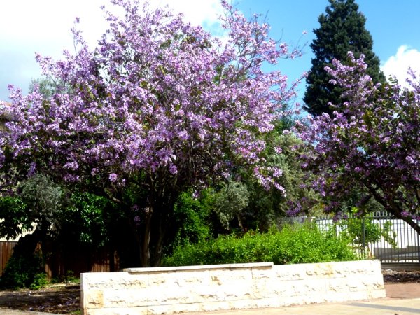 Весна в Израиле