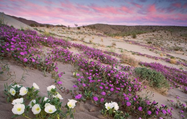Цветущая пустыня Негев в Израиле
