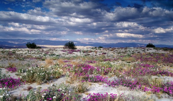 Негев пустыня Израиль цветет