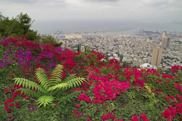 Растительность Хайфы Израиль