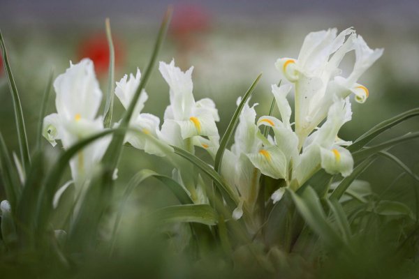 Весна в Израиле