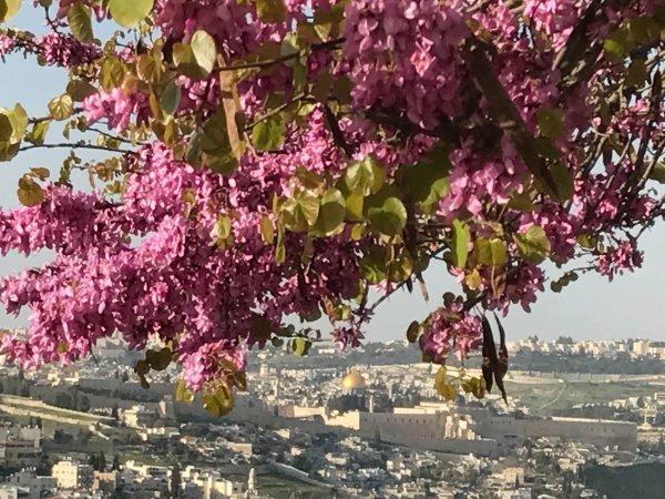 Весна в Иерусалиме