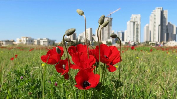 Климат Израиль Весна