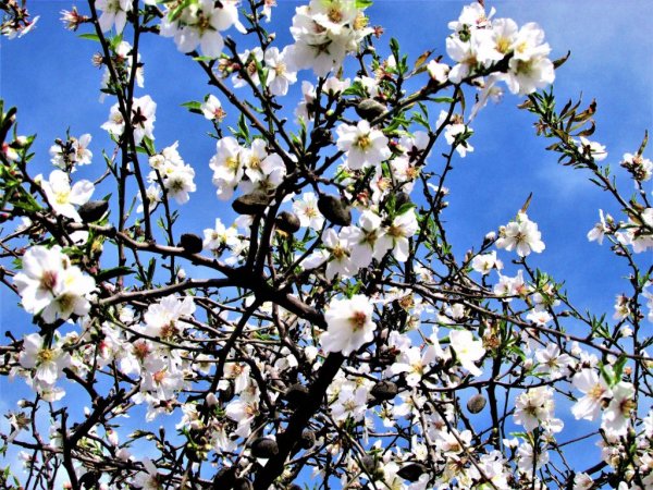 Весенние цветы Израиля