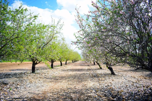 Иерусалим природа