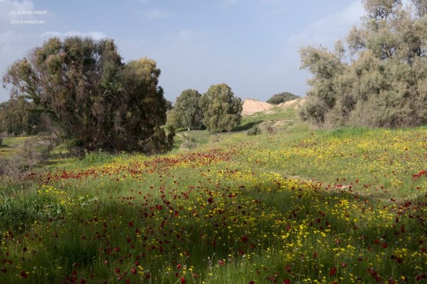 Климат Израиль Весна