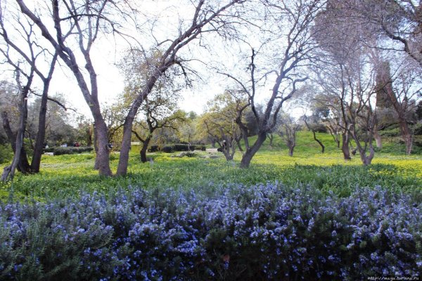 Израиль Весна деревья