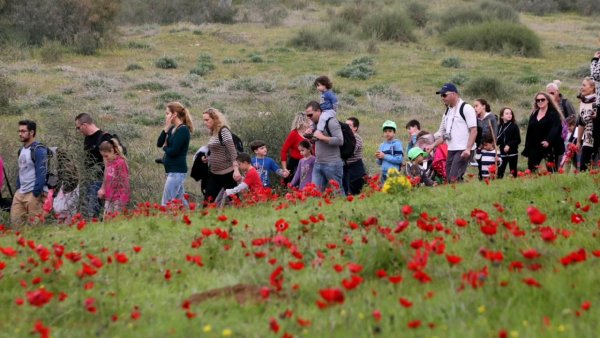 Голаны Израиль весенние Луга