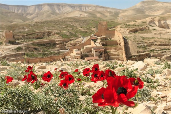 Пустыня Негев в Израиле цветы