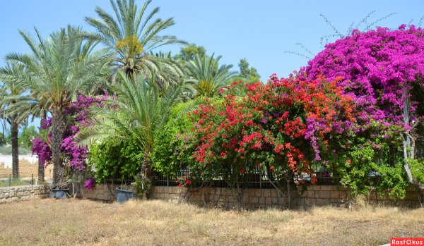 Цветущий Израиль Хайфа улицы