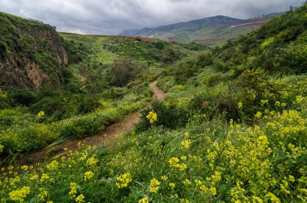 Цветет миндаль Иерусалим
