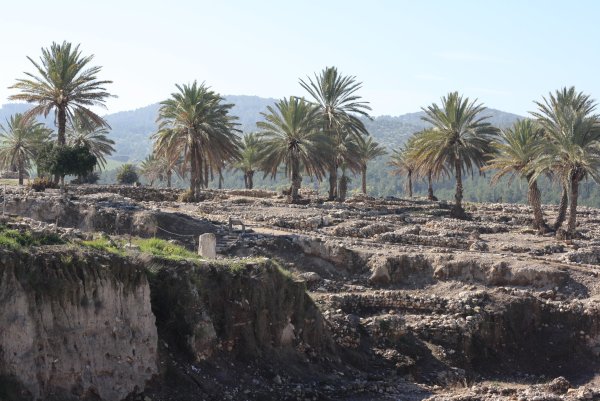 Негев пустыня Израиль цветет