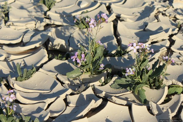 Иерусалим цветение миндаля