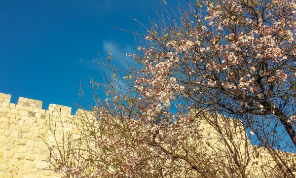 Весна в Израиле