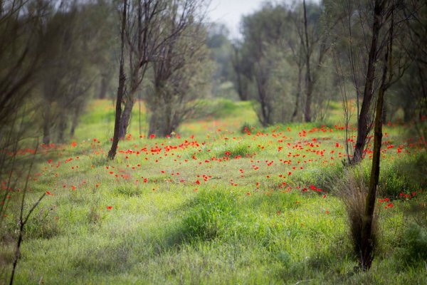 Галилея Израиль весенние Луга