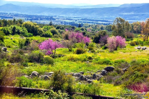 Цветение деревьев в Израиле