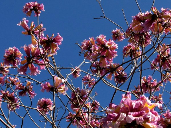 Пустыня Негев Израиль