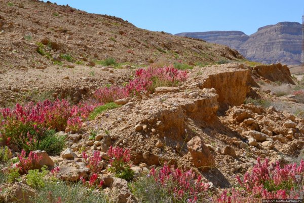 Пустыня Анза Боррего Калифорния