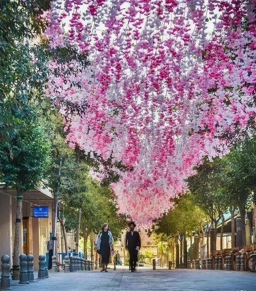 Цветущая пустыня Негев в Израиле