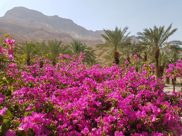 Цветение в Израиле