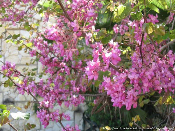 Ашкелон Израиль