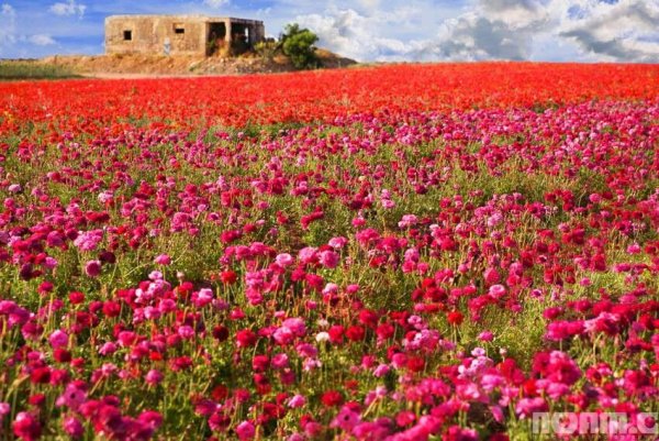 Ботанический сад Израиль