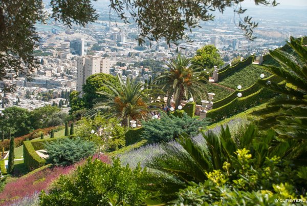 Цветущая пустыня Анза Боррего кактусы