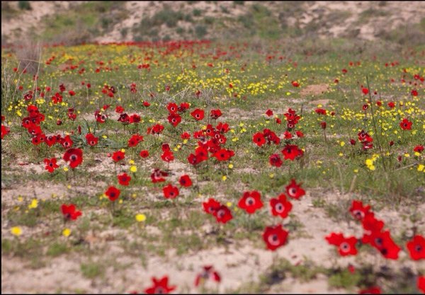 Израиль пейзажи