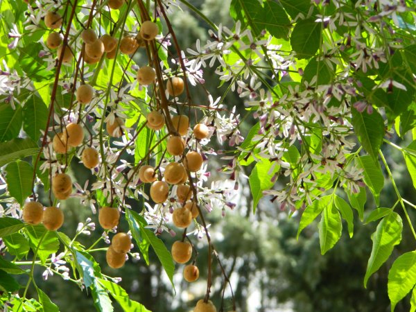 Тель Авив Герцлия цветы