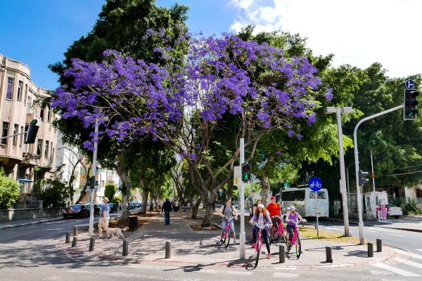 Цветы на улицах Израиля