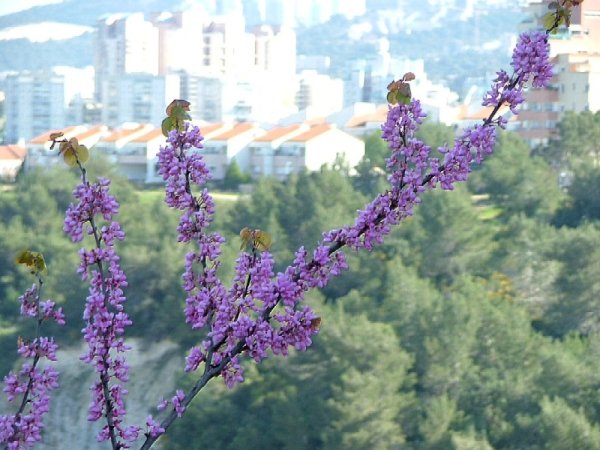 Цветение миндаля в Испании