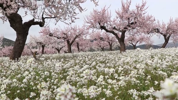 Цветы пустыни Негев