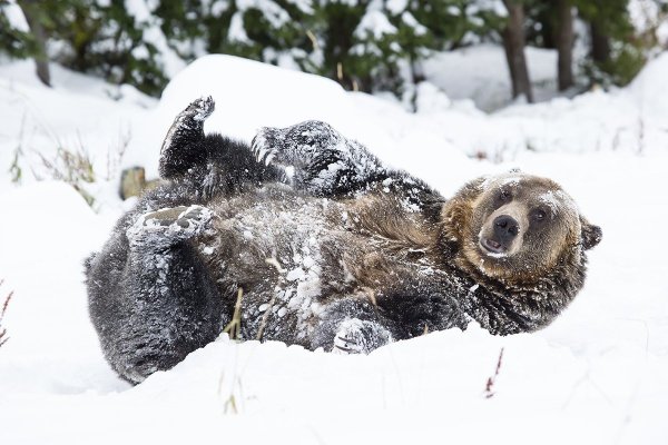 Медведь Гризли в берлоге