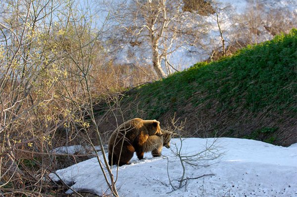 Медведь ранней весной