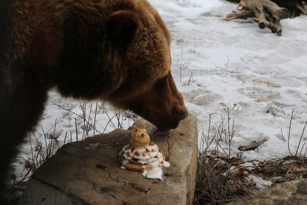 Медведь весной