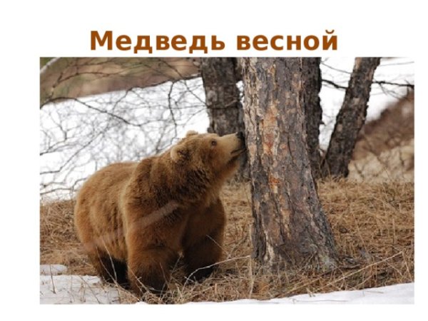 Бурый медведь в берлоге