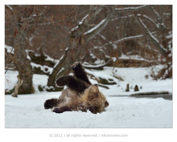 Медведь ранней весной