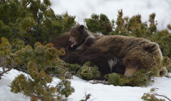 Игорь Шпиленок