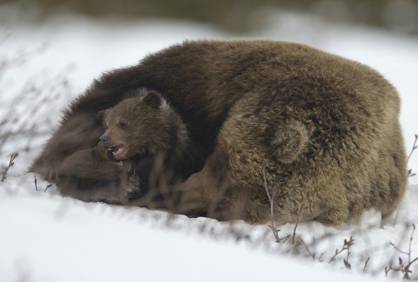 Мишка проснулся