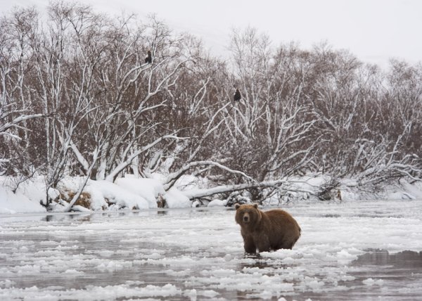 Медведь ложится в берлогу