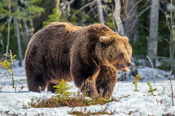 Русский медведь зимой