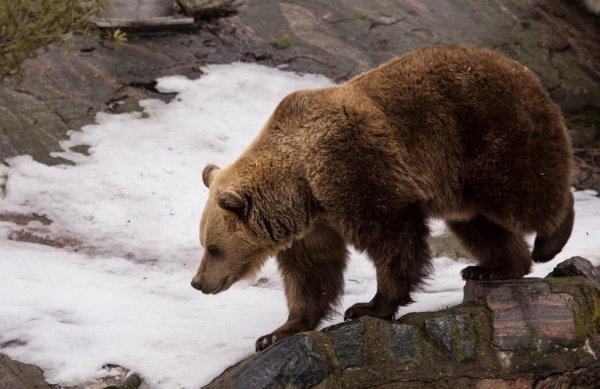 Бурый медведь в спячке