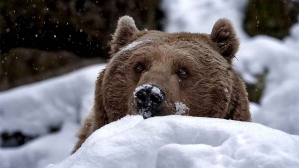 Бурый медведь в берлоге