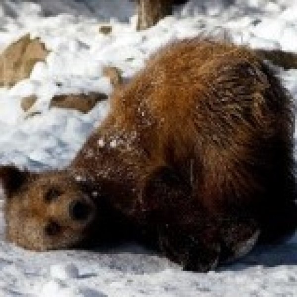 Зоопарк Екатеринбург медведи